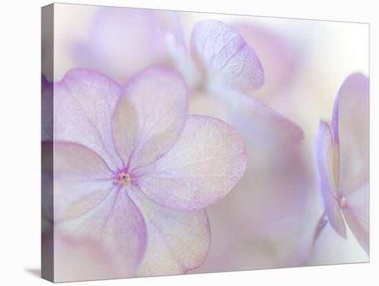 Pink Diamond III-Kathy Mahan-Premier Image Canvas