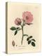 Pink Dog Rose with Rosehip, Rosa Canina-James Sowerby-Premier Image Canvas