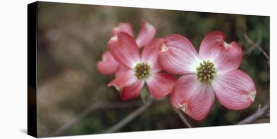 Pink Dogwood Blooms-Anna Miller-Premier Image Canvas