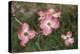 Pink Dogwood Blooms-Anna Miller-Premier Image Canvas
