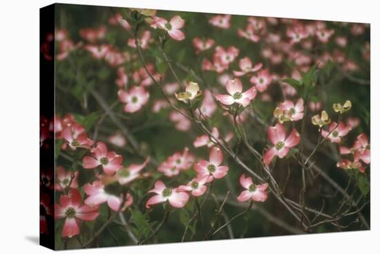 Pink Dogwood Blooms-Anna Miller-Premier Image Canvas