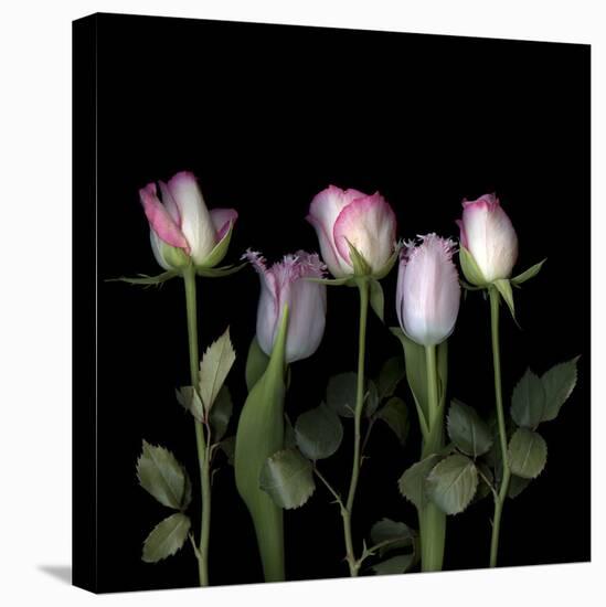 Pink Edged Tulips-Magda Indigo-Stretched Canvas