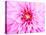 Pink Explosion I-Susan Bryant-Premier Image Canvas