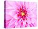 Pink Explosion I-Susan Bryant-Premier Image Canvas