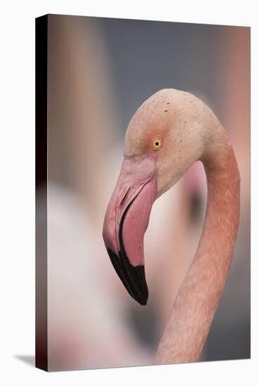 Pink Flamingo, Camargue, France, Europe-Janette Hill-Premier Image Canvas