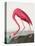 Pink Flamingo Ii from Birds of America (1827)-John James Audubon-Premier Image Canvas