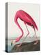 Pink Flamingo Ii from Birds of America (1827)-John James Audubon-Premier Image Canvas