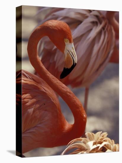 Pink Flamingo in Ardastra Gardens and Zoo, Bahamas, Caribbean-Greg Johnston-Premier Image Canvas