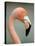 Pink Flamingo in Curacao, Netherlands Antilles, Caribbean, Central America-DeFreitas Michael-Premier Image Canvas