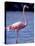 Pink Flamingo on Lake Goto Meer, Bonaire, Caribbean-Greg Johnston-Premier Image Canvas