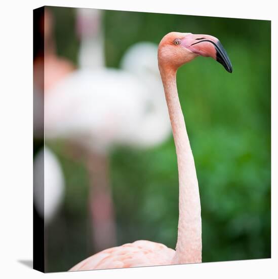 Pink Flamingos-l i g h t p o e t-Premier Image Canvas