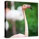 Pink Flamingos-l i g h t p o e t-Premier Image Canvas