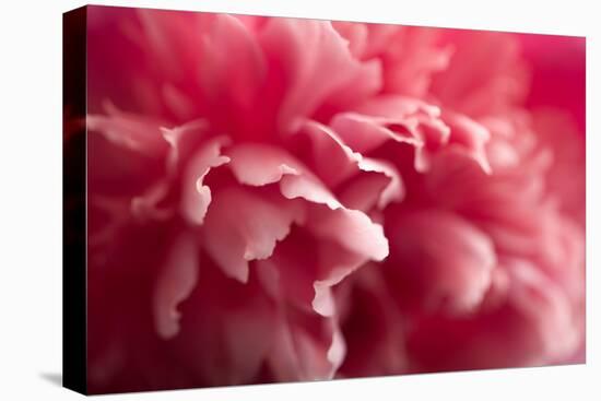 Pink Flower-PhotoINC-Premier Image Canvas
