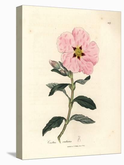 Pink Flowered Cretan Cistus, Cistus Creticus-James Sowerby-Premier Image Canvas