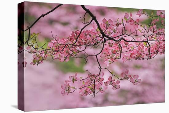 Pink flowering dogwood tree branch, Kentucky-Adam Jones-Premier Image Canvas