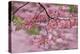 Pink flowering dogwood tree branch, Kentucky-Adam Jones-Premier Image Canvas