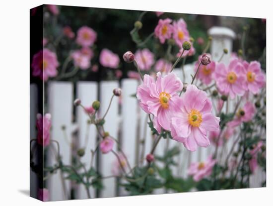Pink Flowers by White Picket Fence, Langley, Whidbey Island, Washington, USA-Merrill Images-Premier Image Canvas