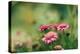 Pink Flowers Outdoors-Carolina Hernandez-Premier Image Canvas