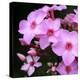 Pink Flowers-null-Premier Image Canvas