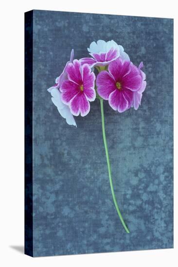 Pink Flowers-Den Reader-Premier Image Canvas