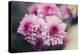 Pink Flowers-Carolina Hernandez-Premier Image Canvas