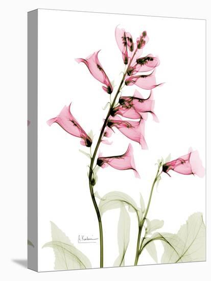 Pink Foxglove Portrait-Albert Koetsier-Stretched Canvas