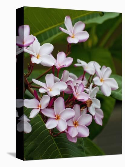 Pink frangipani in bloom-Bob Krist-Premier Image Canvas