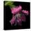 Pink Frazzled Tulip-Magda Indigo-Premier Image Canvas