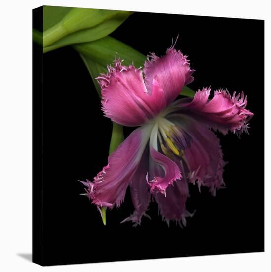 Pink Frazzled Tulip-Magda Indigo-Premier Image Canvas