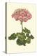 Pink Geranium III-Van Houtt-Stretched Canvas