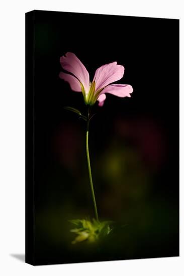 Pink Geranium-Ursula Abresch-Premier Image Canvas