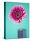 Pink Gerbera Daisy-Clive Nichols-Premier Image Canvas