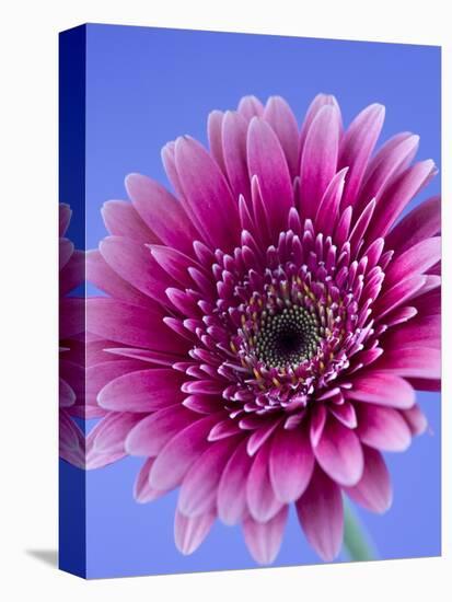 Pink Gerbera Daisy-Clive Nichols-Premier Image Canvas