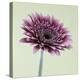 Pink Gerbera Daisy-Clive Nichols-Premier Image Canvas