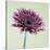 Pink Gerbera Daisy-Clive Nichols-Premier Image Canvas