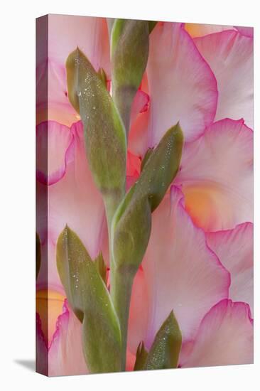 Pink Gladiola I-Kathy Mahan-Premier Image Canvas