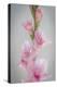 Pink Gladiola II-Kathy Mahan-Premier Image Canvas