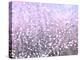 Pink Glitter-Monika Burkhart-Premier Image Canvas