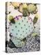 Pink Green Cactus I-Irena Orlov-Premier Image Canvas