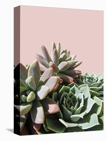 Pink Green Succulents-Urban Epiphany-Premier Image Canvas