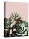 Pink Green Succulents-Urban Epiphany-Premier Image Canvas