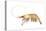 Pink-Grooved Shrimp (Peneus Duorarum), Crustaceans-Encyclopaedia Britannica-Stretched Canvas