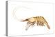 Pink-Grooved Shrimp (Peneus Duorarum), Crustaceans-Encyclopaedia Britannica-Stretched Canvas