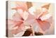 Pink Hibiscus Blossom-Lea Faucher-Stretched Canvas