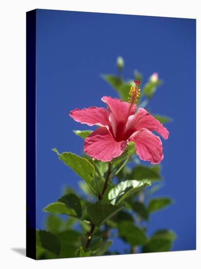 Pink Hibiscus Flower, Bermuda, Central America-Robert Harding-Premier Image Canvas