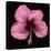 Pink Hibiscus Flower Isolated on Black Background-Christian Slanec-Premier Image Canvas