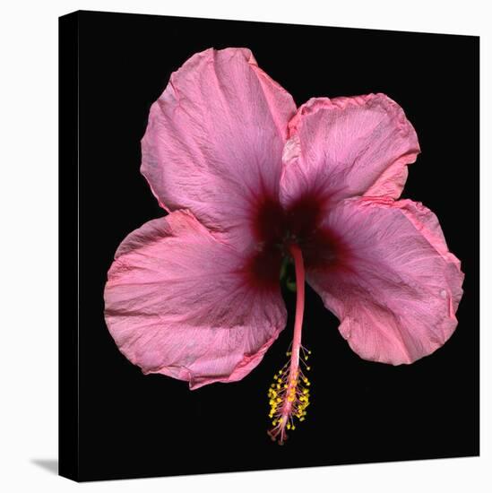 Pink Hibiscus Flower Isolated on Black Background-Christian Slanec-Premier Image Canvas