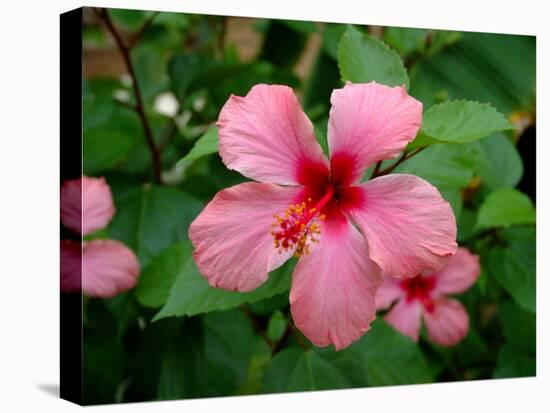 Pink Hibiscus Flower-Lisa S. Engelbrecht-Premier Image Canvas