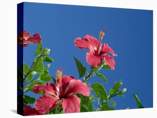 Pink Hibiscus Flowers, Bermuda, Central America-Robert Harding-Premier Image Canvas