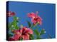 Pink Hibiscus Flowers, Bermuda, Central America-Robert Harding-Premier Image Canvas